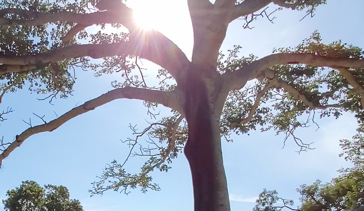 Mesmo Chances De Chuva Sol Predomina E Calor Pode Chegar Aos 36C PP