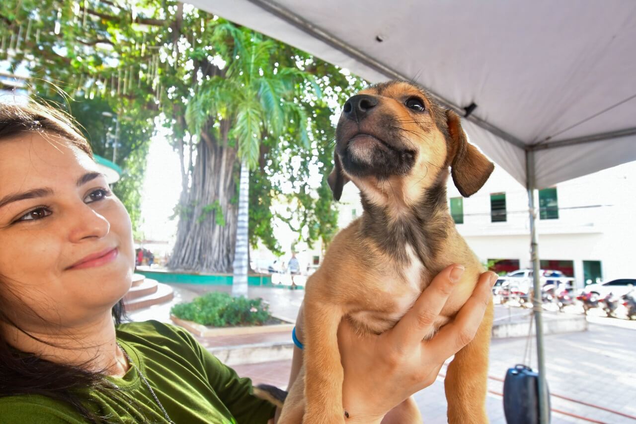 Em menos de uma hora todos os cães e gatos são adotados em feira em