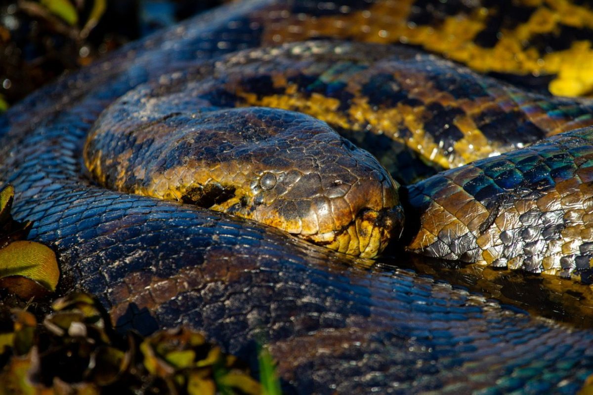 Biólogo faz 3x4 de sucuri de 5 metros no Pantanal