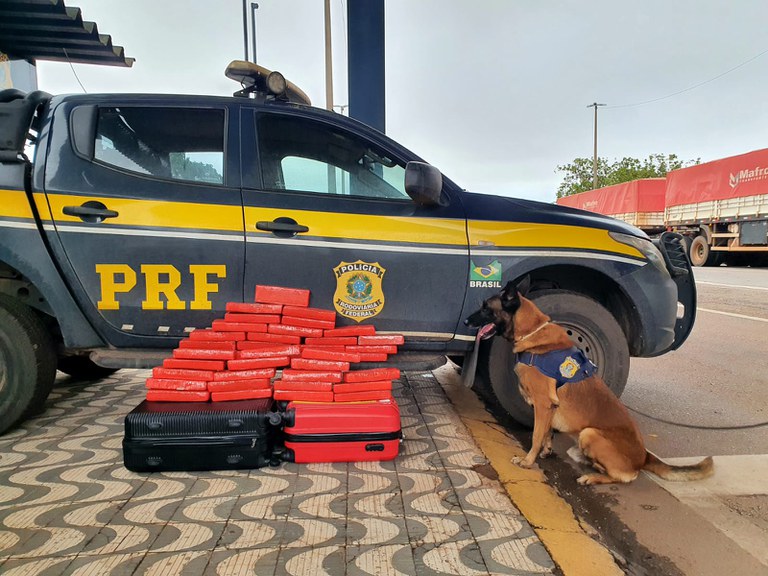 Ajuda De C O Farejador Kg De Maconha S O Apreendidos Em Nibus Pp