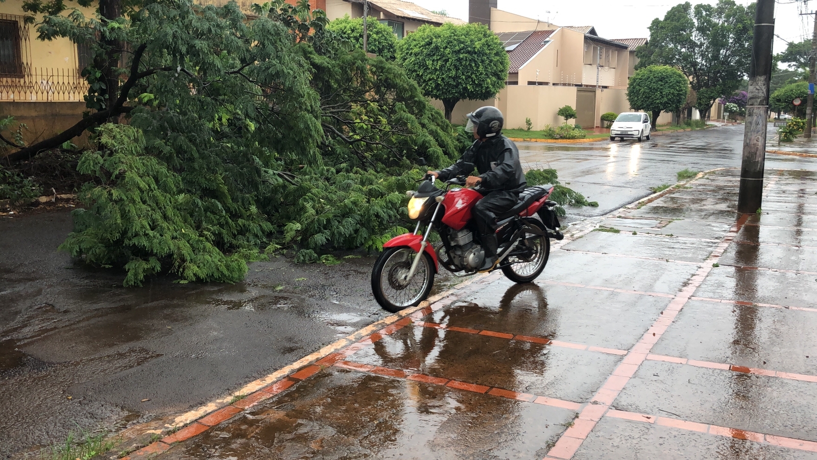 Queda de árvore interdita via em Campo Grande