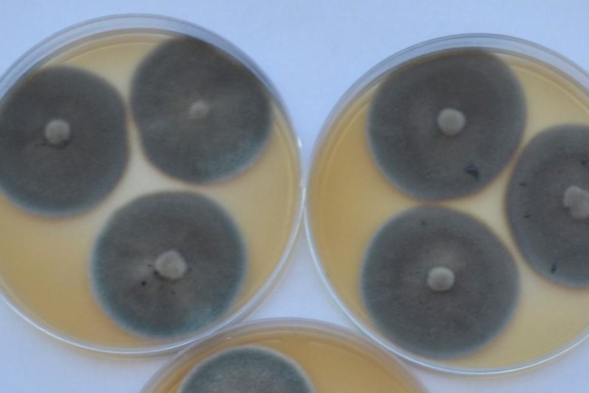 Cientistas Descobrem Esp Cie De Fungo Que Descontamina Solo Merc Rio