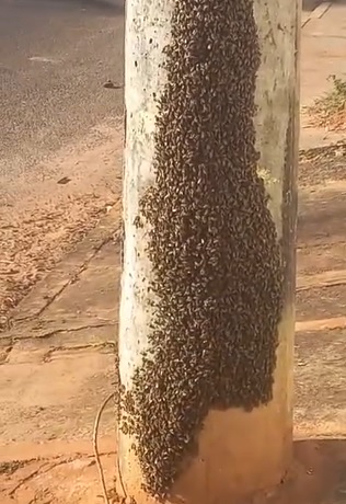 Abelhas no poste de energia elétrica assustam moradores em Campo Grande