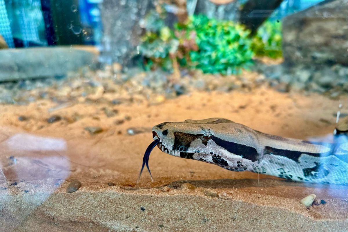 Jiboia De Metros A Mais Nova Moradora Do Bioparque Pantanal