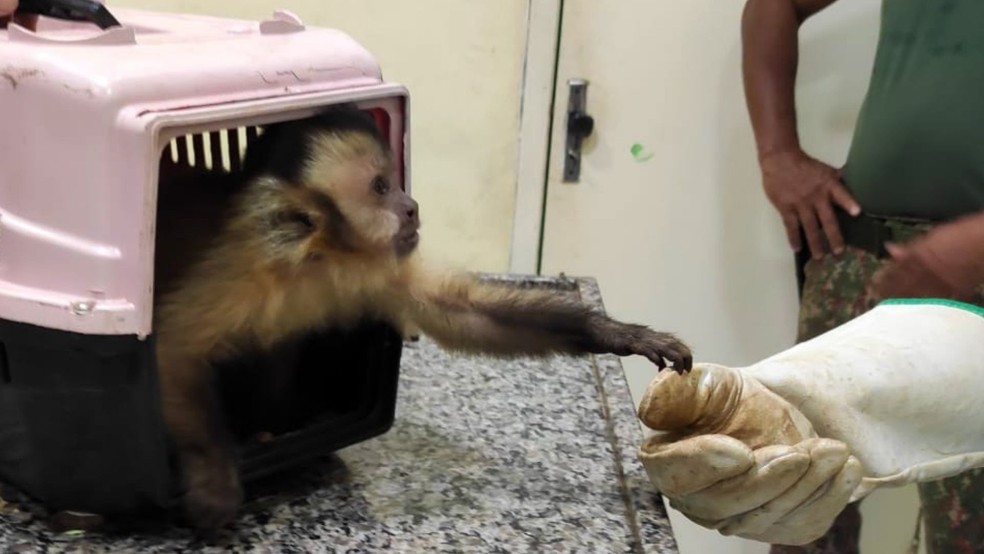 Macaco é Resgatado Após Tomar Choque Na Fiação Pública 6224