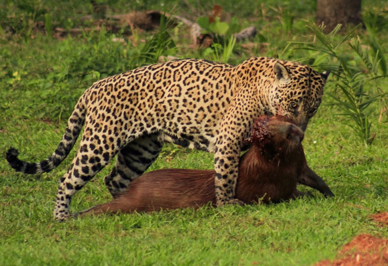 Parte 1/2 do jogo de Xadrez capivaras do Pantanal, edição