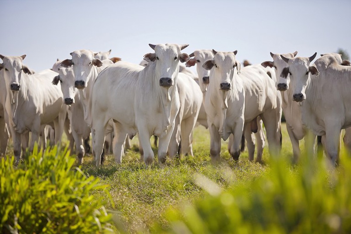 Rebanho; bovinos (Foto: iStock)