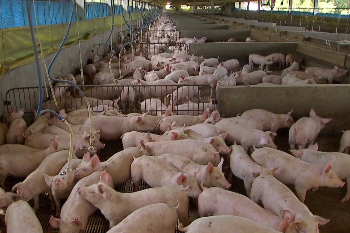 Suínos (Foto: TV Morena)