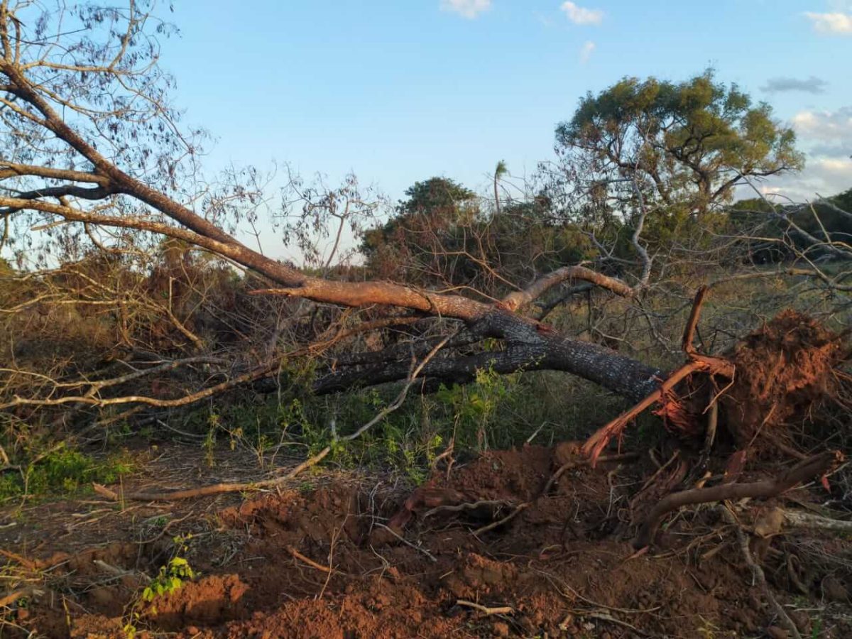 Cavalo é encontrado morto com corda amarrada no pescoço em Nova