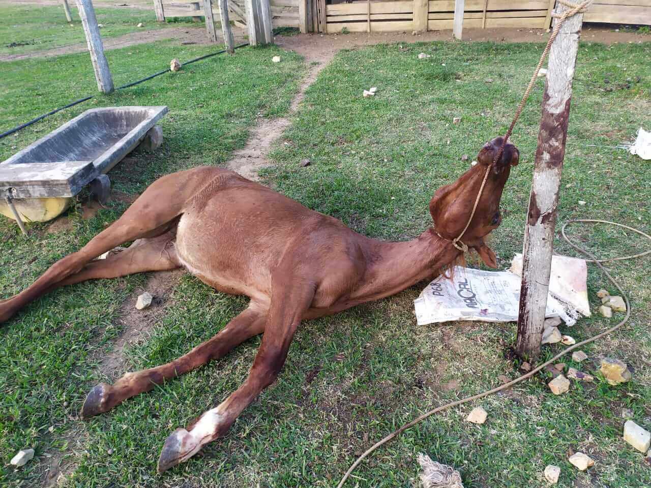 Cavalo é encontrado morto com corda amarrada no pescoço em Nova