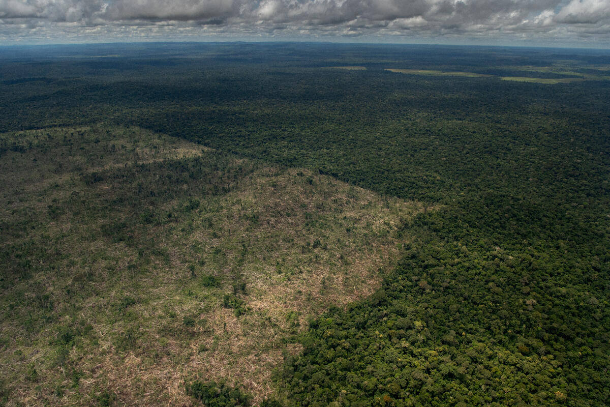 Conheça Colniza, o município que mais desmata no Brasil