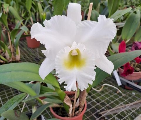 Feira em Cuiabá terá mais de 100 variedades de orquídeas - Primeira Página