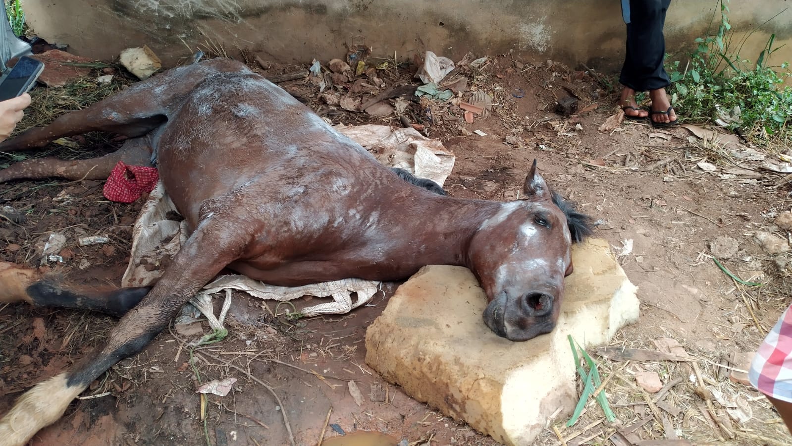 Cavalo abandonado em mata do Poço Fundo morre degolado em acidente