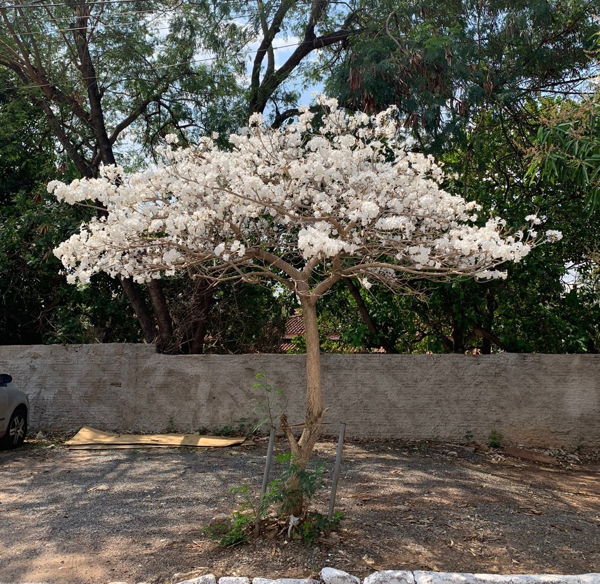 A Hora E A Vez Dos Ipês Brancos Florada Encanta Pela Beleza 6779