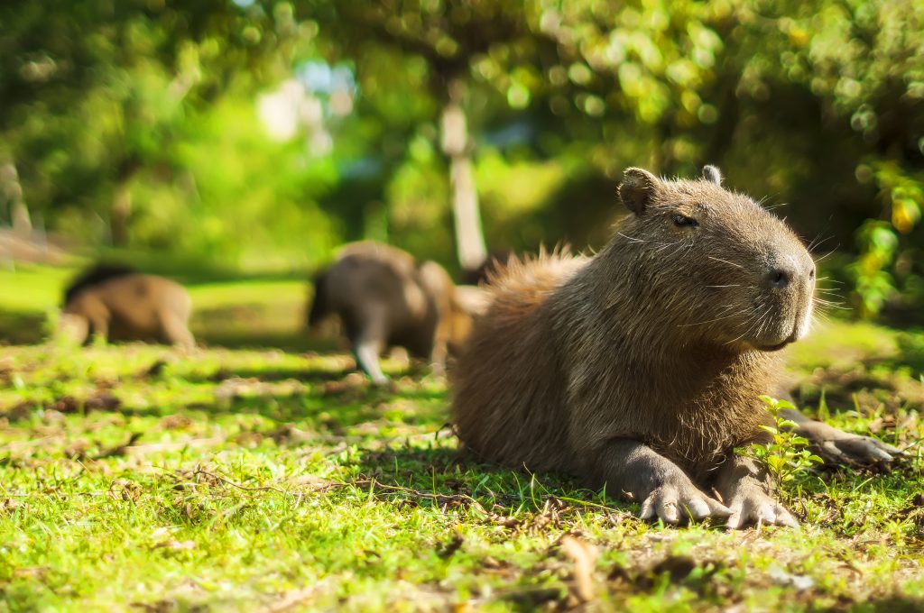 MEMES EM IMAGENS -SANTA CAPIVARA 