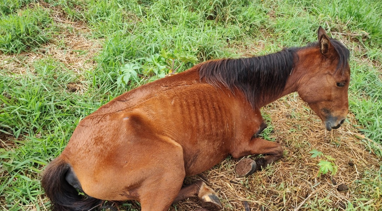 Há 60 anos, deputado tentou proibir abate de cavalos e mulas no