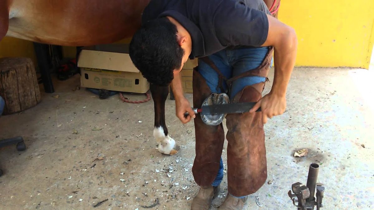 Acessórios para cavalos  Garanta que tem tudo o que precisa