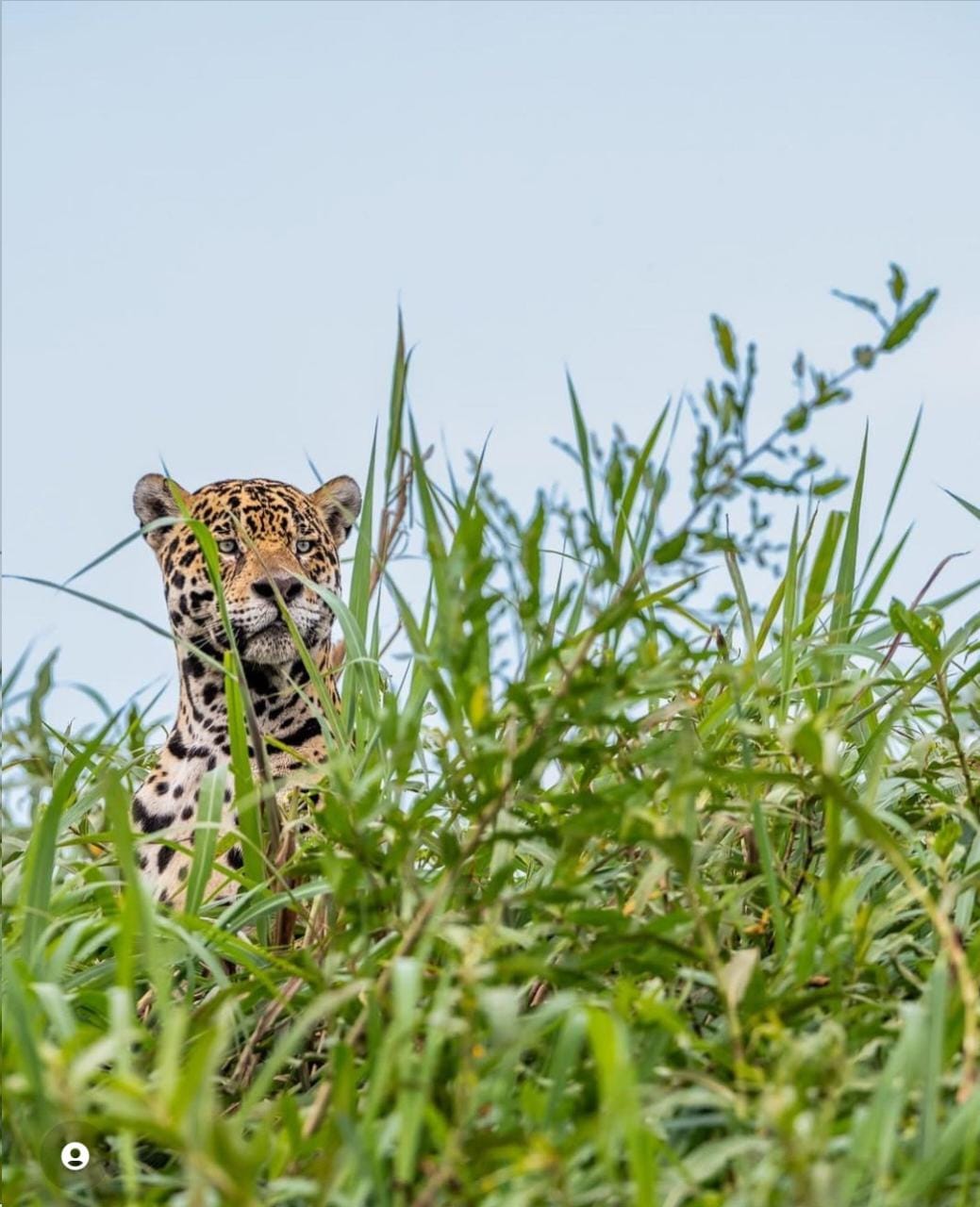 ONCA KALIMANN PANTANAL ok