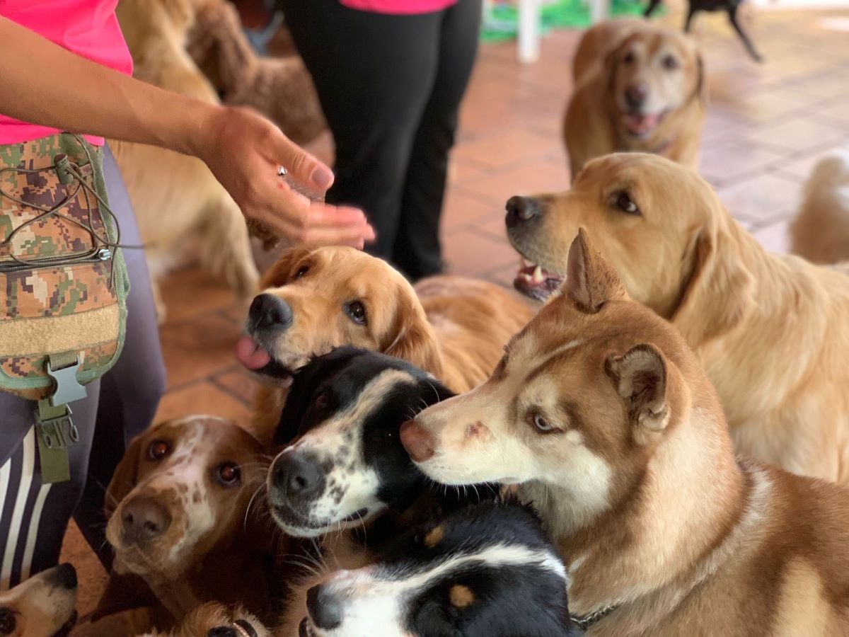 Cachorros na creche