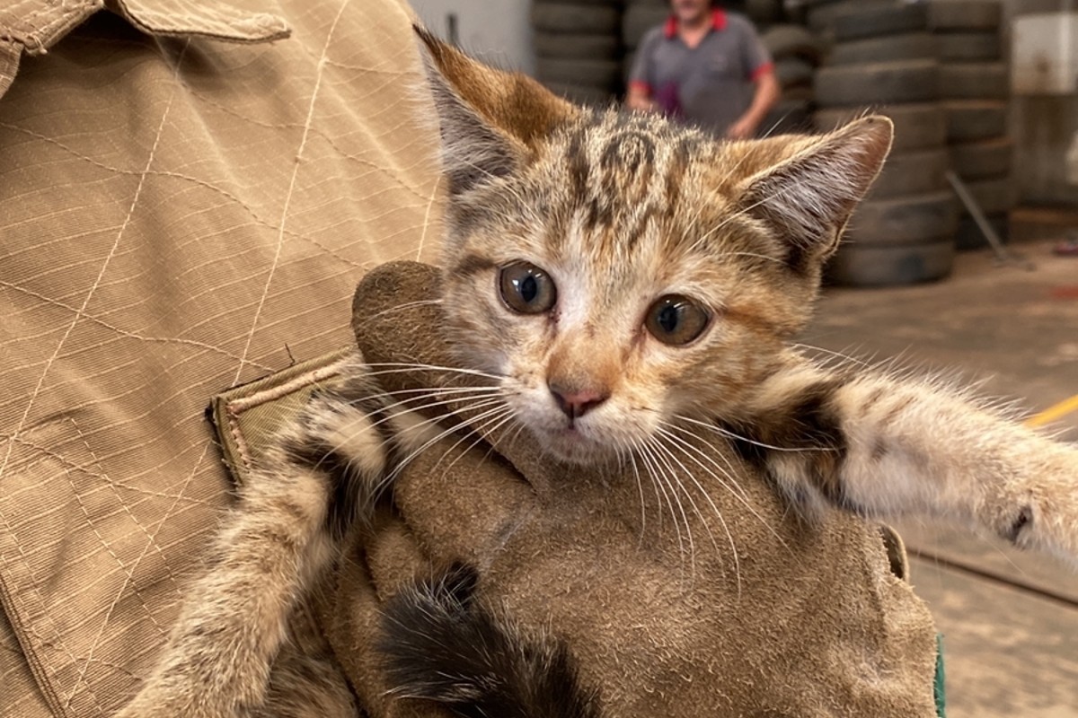 Gato Fica Preso Em Carenagem De Carro E é Resgatado Pelos Bombeiros