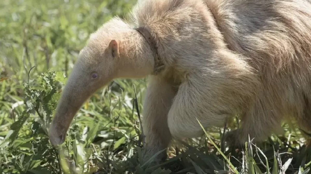 tamandua albino