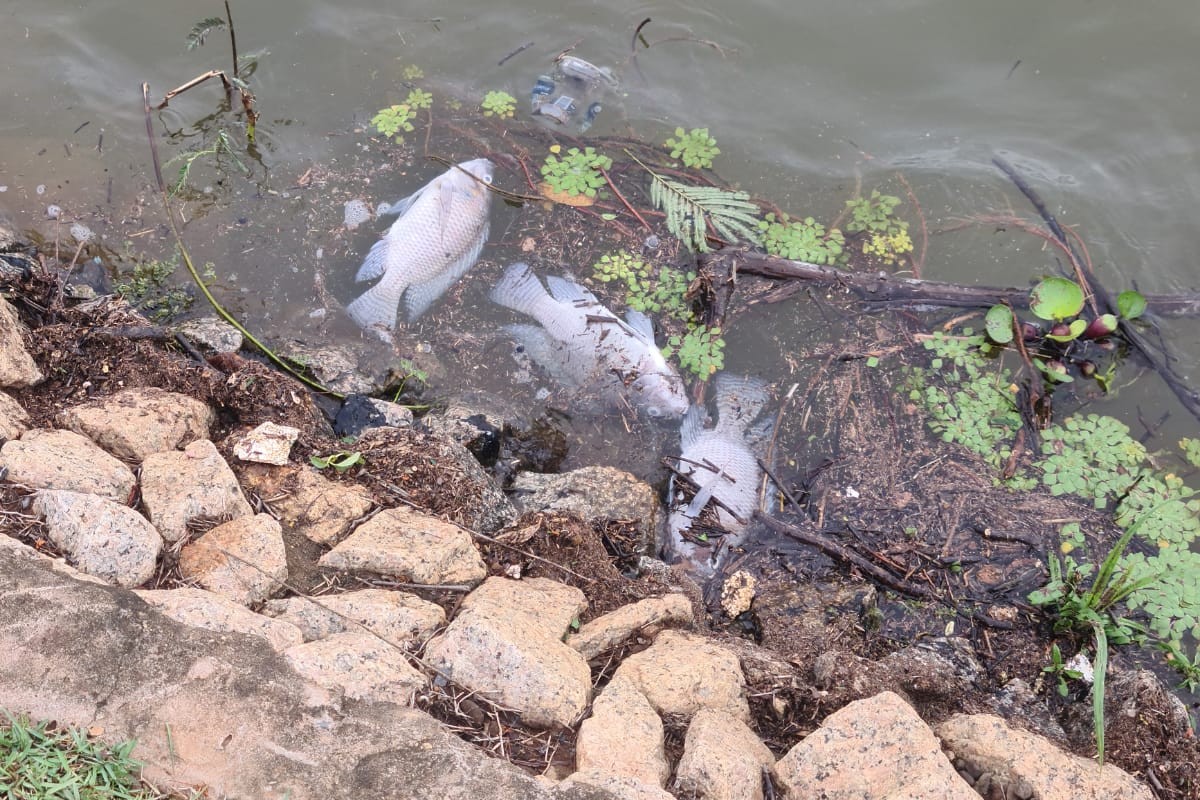 Lagoa amanhece tomada por peixes mortos em Linhares. É a Semana da Água