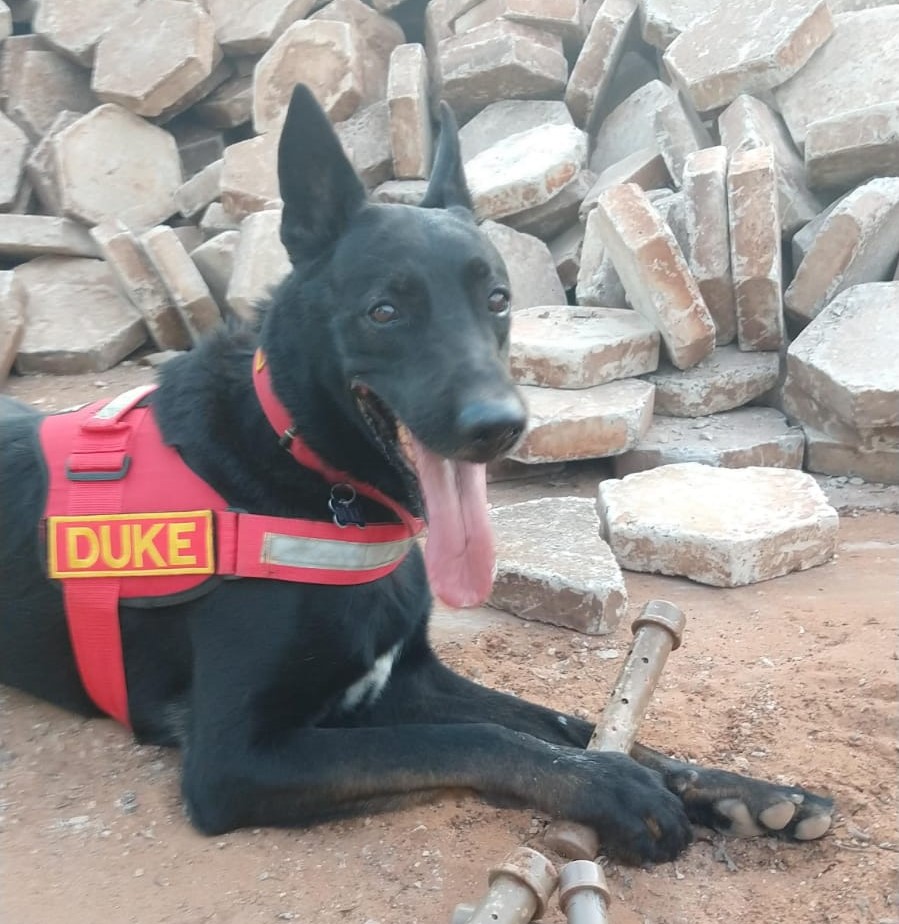 VÍDEO: Bombeiro que trabalhou em Brumadinho mostra resgate emocionante de  cão