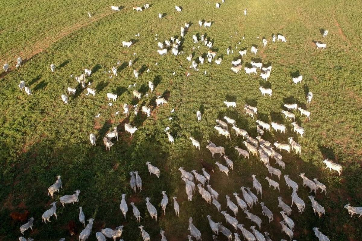 Caso isolado de EEB (Encefalopatia Espongiforme Bovina) ocorreu por causas naturais, em um nico animal de 9 anos de idade. (Foto: Ilustrativa/ Reproduo)