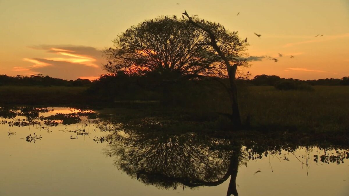 O Que Fazer no Pantanal? 17 Passeios e Atrações em 2023