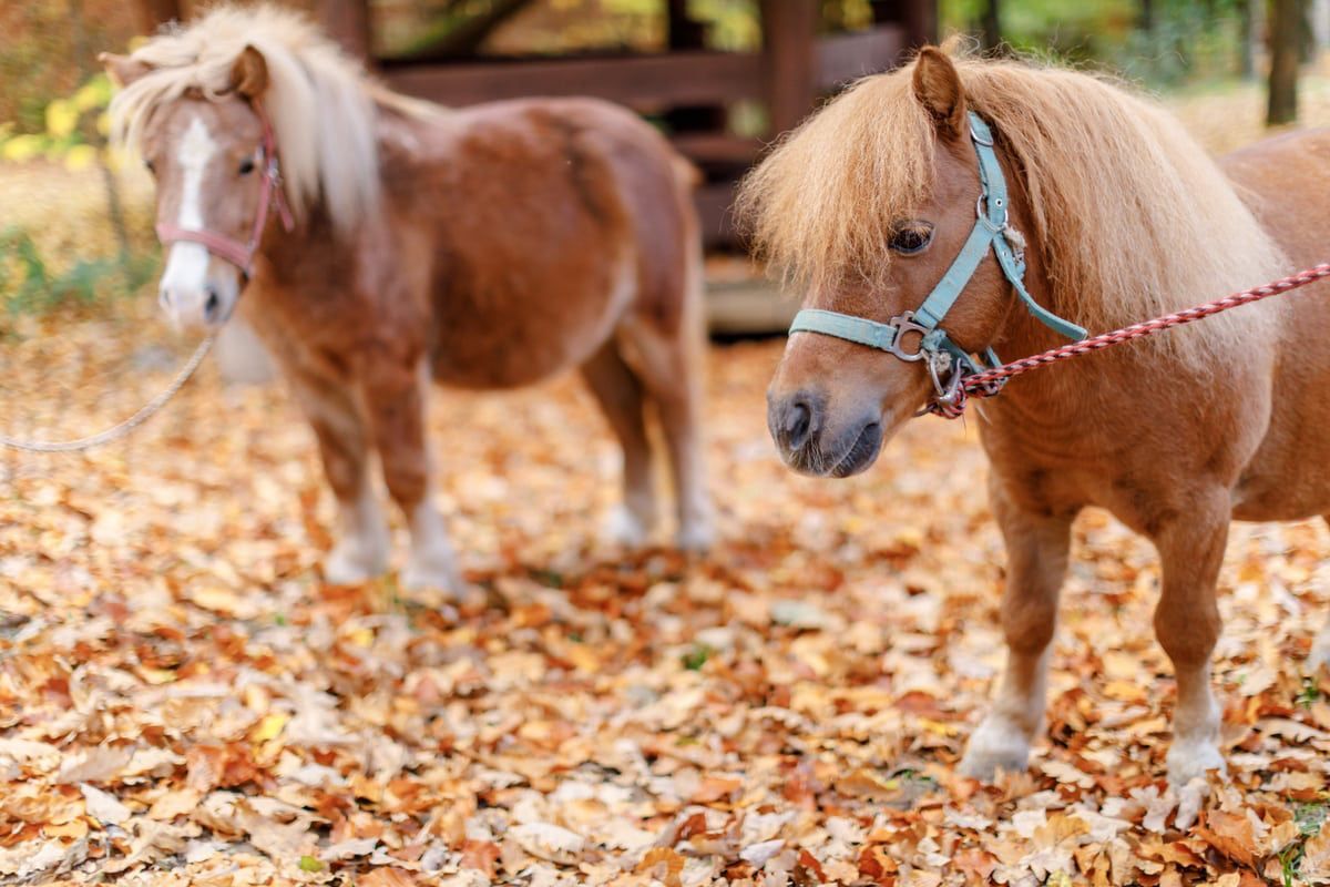 Mini Fazenda Jogo - Quem já conferiu a novidade do 'Cavalo Selvagem' ?