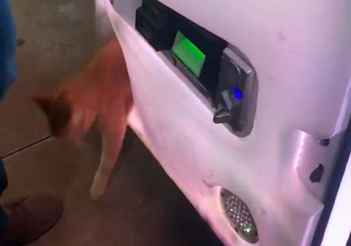Máquina de pegar pelúcias é 'casa' de gato em posto de combustíveis em MS;  veja vídeo, Mato Grosso do Sul
