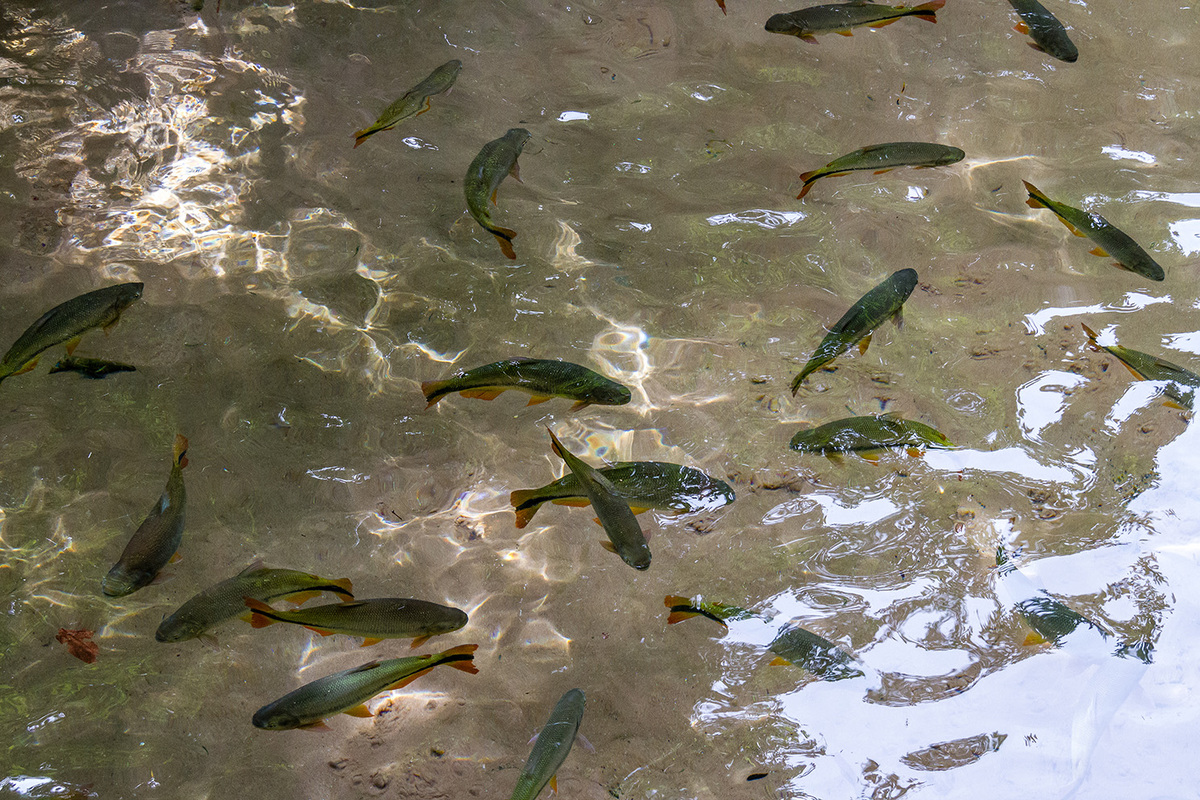 Transporte e comercialização de pescado dos rios pode ser proibida por 5 anos em MT. (Meneguini/Gcom-MT)