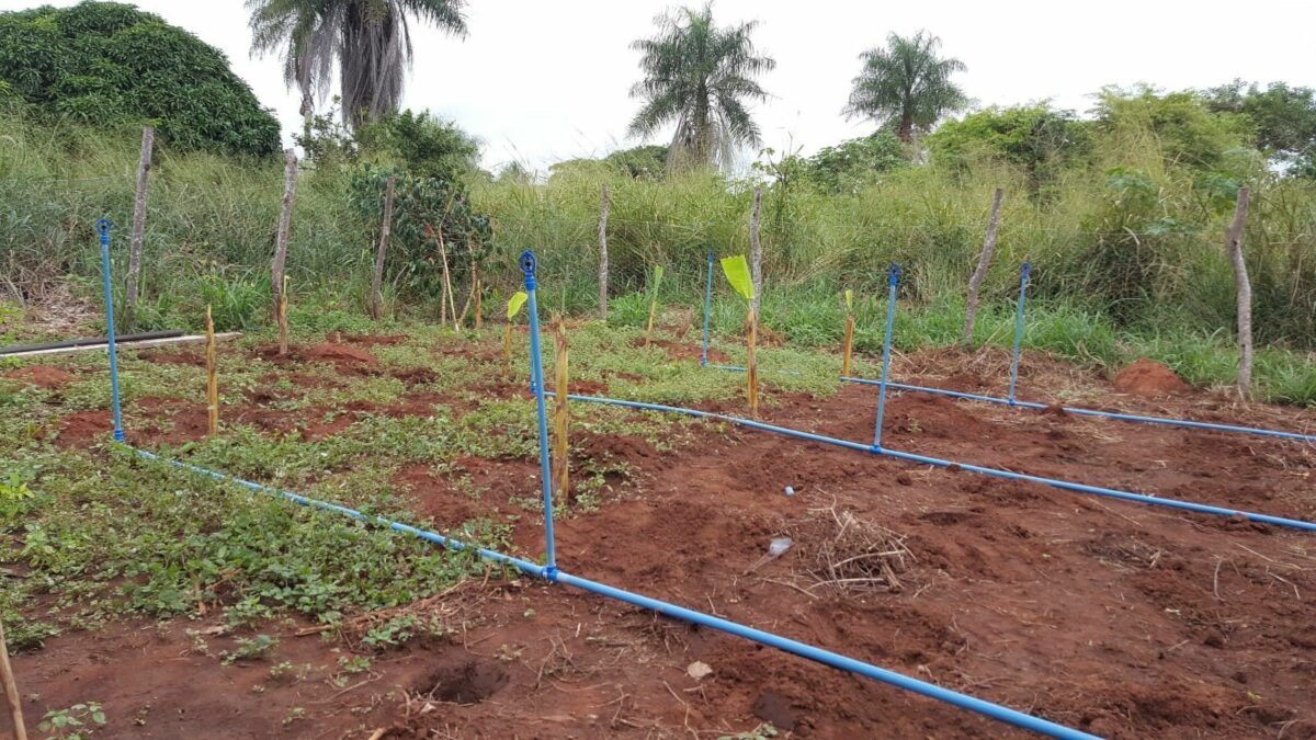 agrofloresta com manutencao na comunidade guato 1