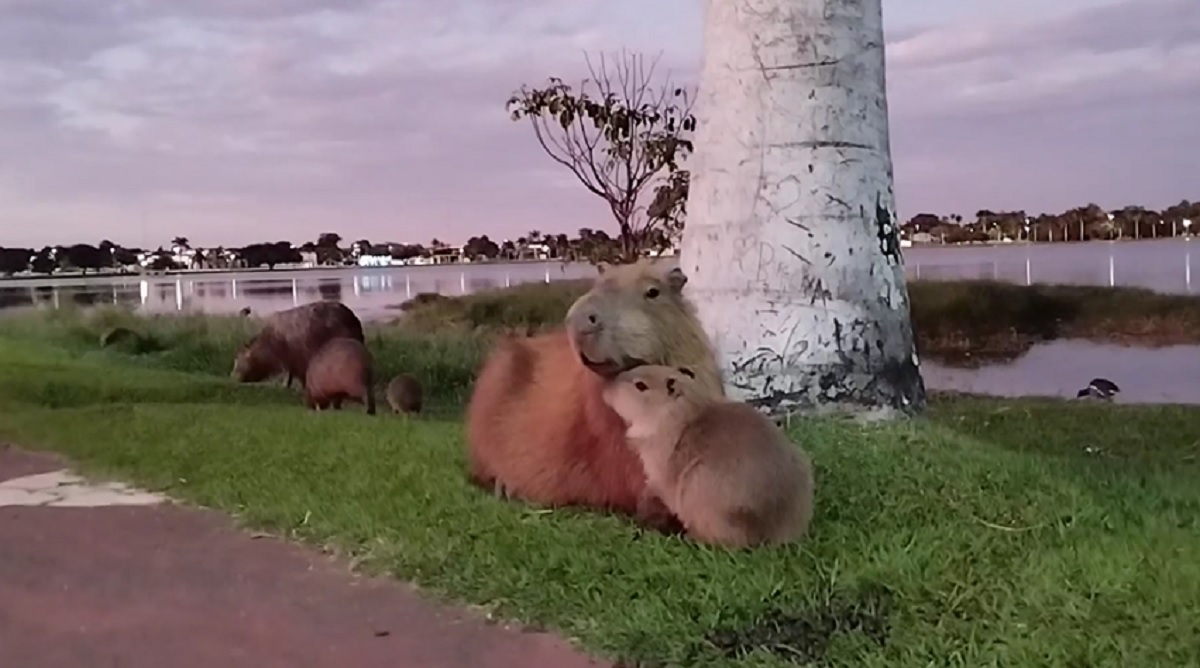 Capivara fofa em 2023  Capivara, Imagens de capivara, Fotos de capivara