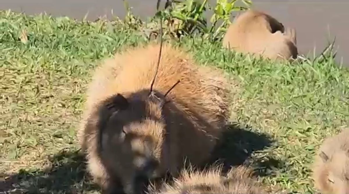 Quebra-cabeça de capivaras em Campo Grande bomba na Internet