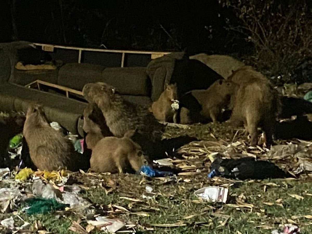 VÍDEO explica por que capivaras de Mato Grosso do Sul se acham demais