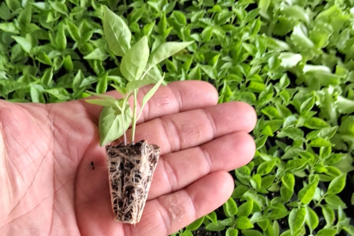 Feira de mudas será nesta sexta-feira (15) no Mercado do Porto, em Cuiabá. (Agro Mudas).