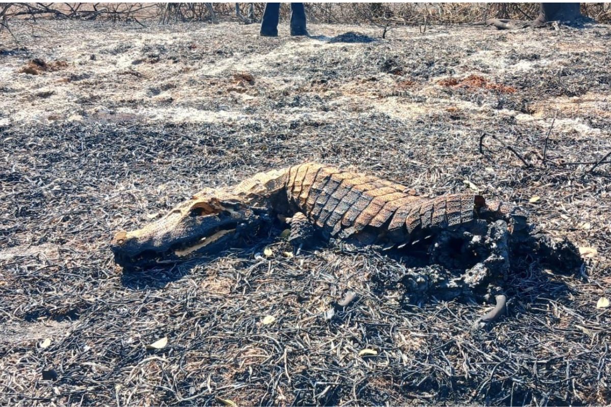 Jacaré morre queimado pelas chamas de incêndio que atinge Pantanal de MT há 20 dias — Foto: TV Centro América