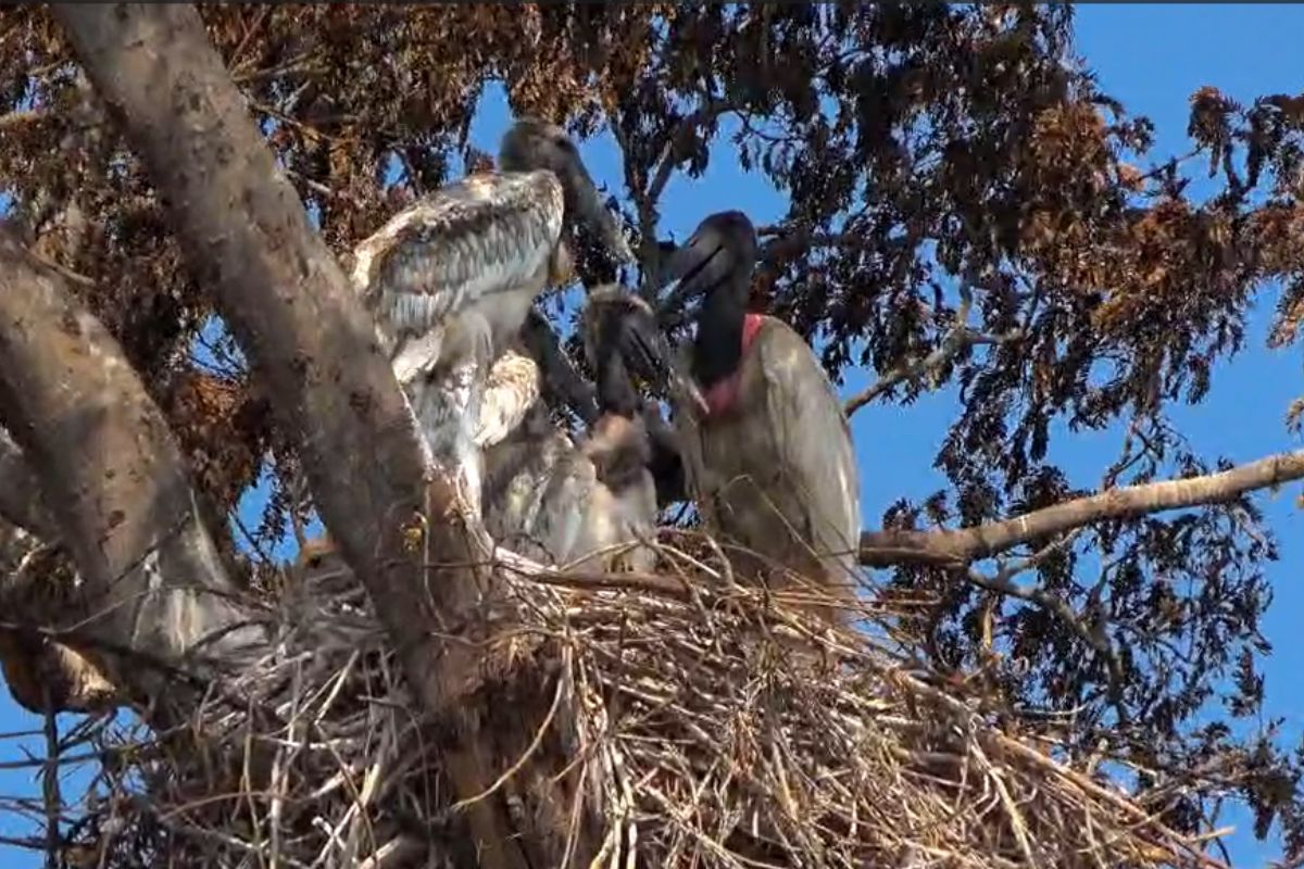 O rastro de destruição no Pantanal: jacaré carbonizado, carcaças