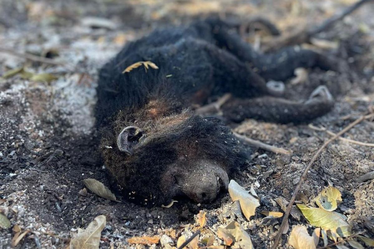 Animais morrem atingidos pelo incêndio no Pantanal neste ano. (Foto: Gustavo Figueiroa/SOS Pantanal)