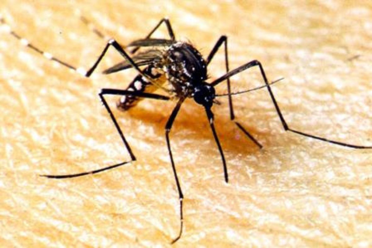 Rondonpolis registrou mais de 2 mil casos de dengue de janeiro a outubro deste ano. (Foto: SES-MT/Ilustrativa)