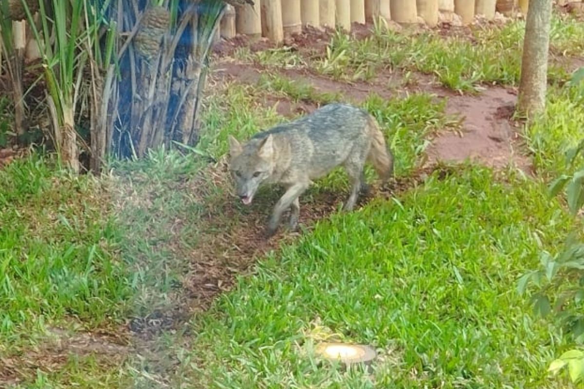 A lobinha Delinha (Foto: Maressa Mendonça)