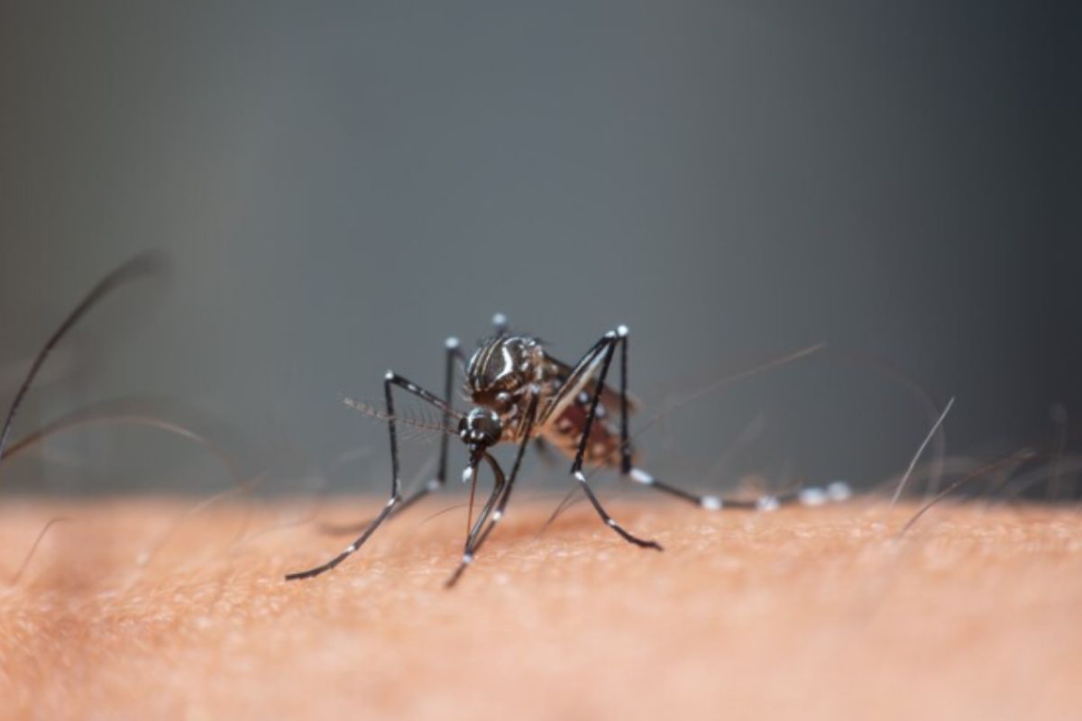 Brasil foi o pas com mais casos de dengue no mundo em 2023, segundo a OMS. (Foto: Ilustrativa)