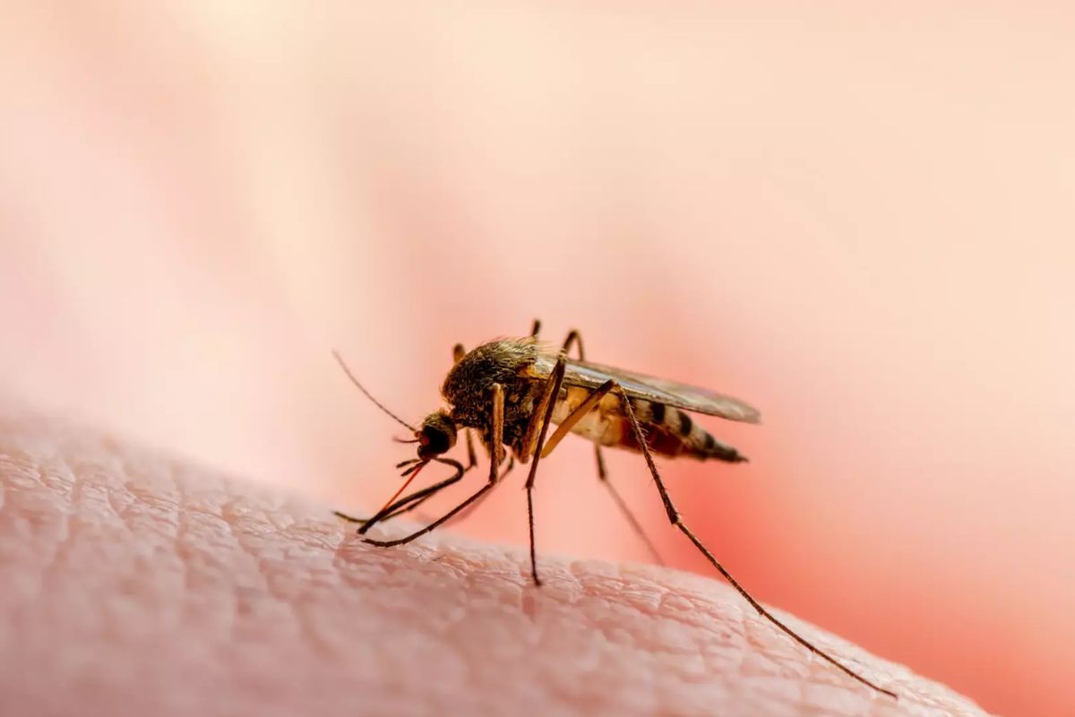 mosquito da malria