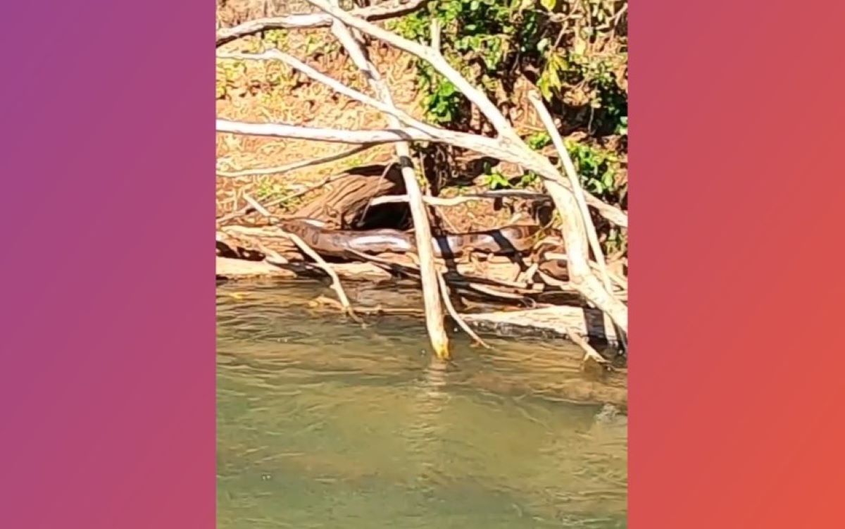 Pescador flagra sucuri gigante tomando banho de sol em rio de MS