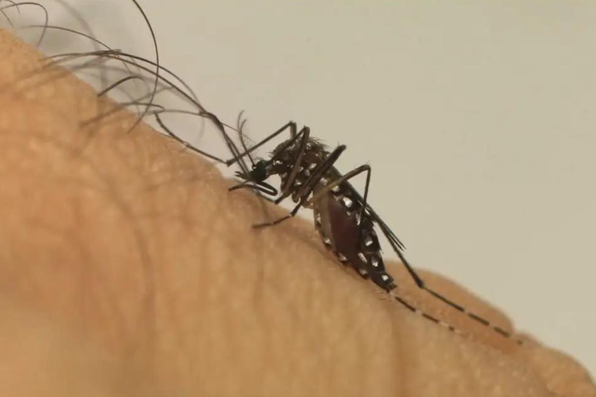 Imagem mostra mosquito da Dengue na pele de uma pessoa