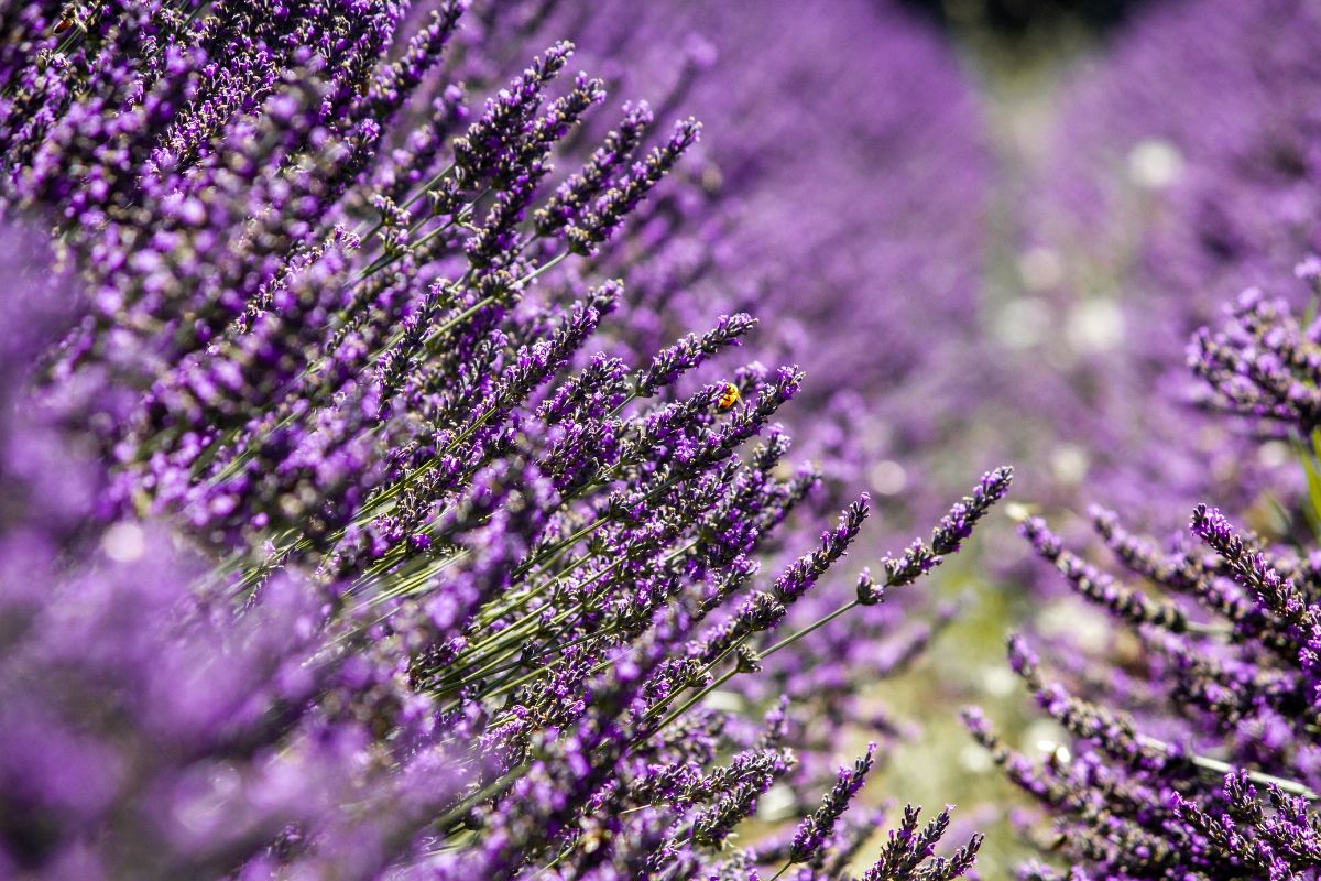 Imagem mostra folhas de lavanda