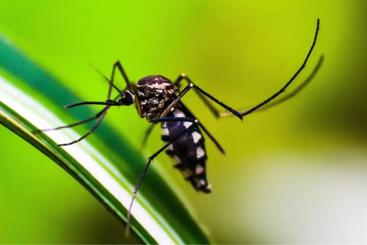Imagem mostra mosquito transmissor da dengue 