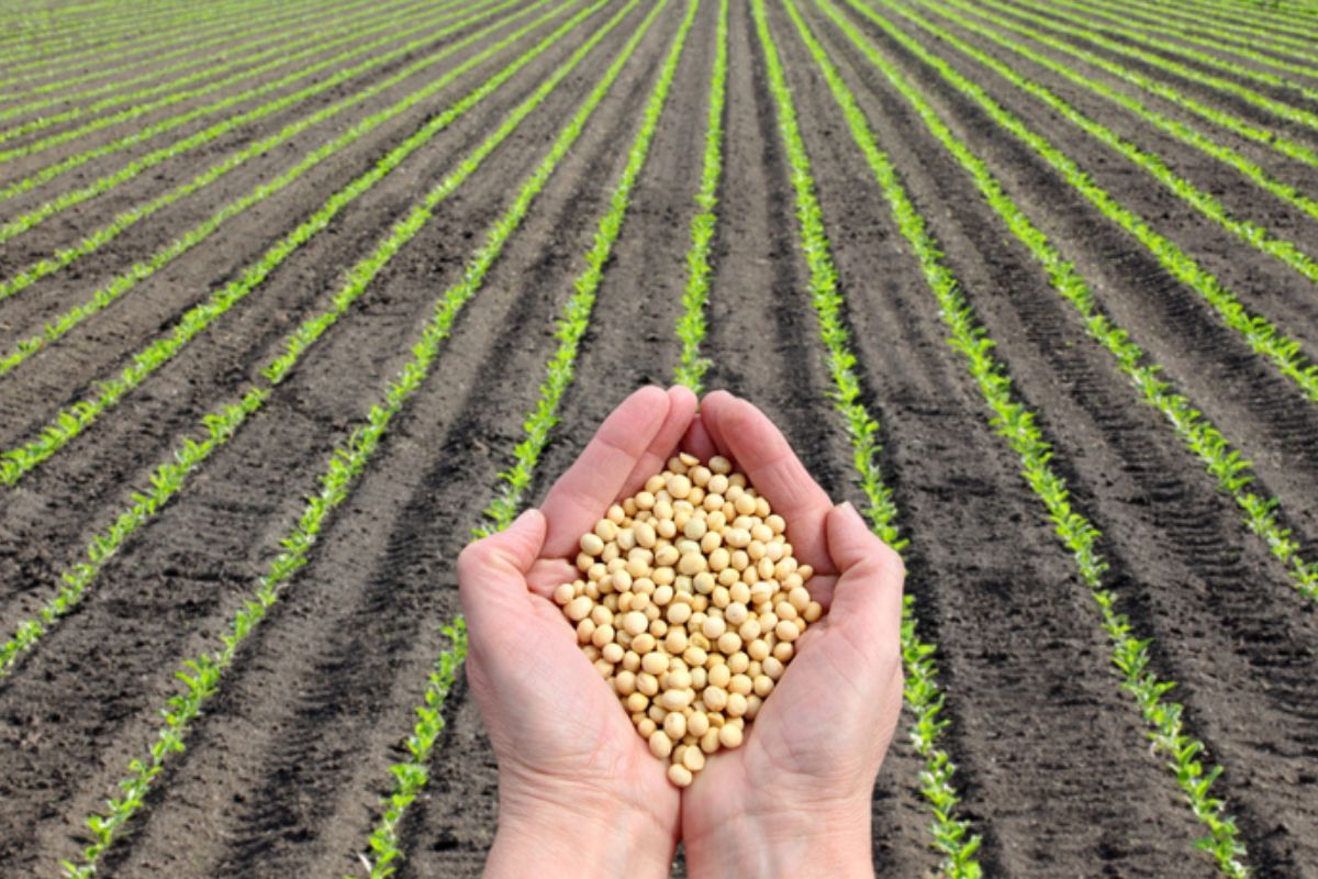 Imagem mostra pessoa com sementes de soja nas mos