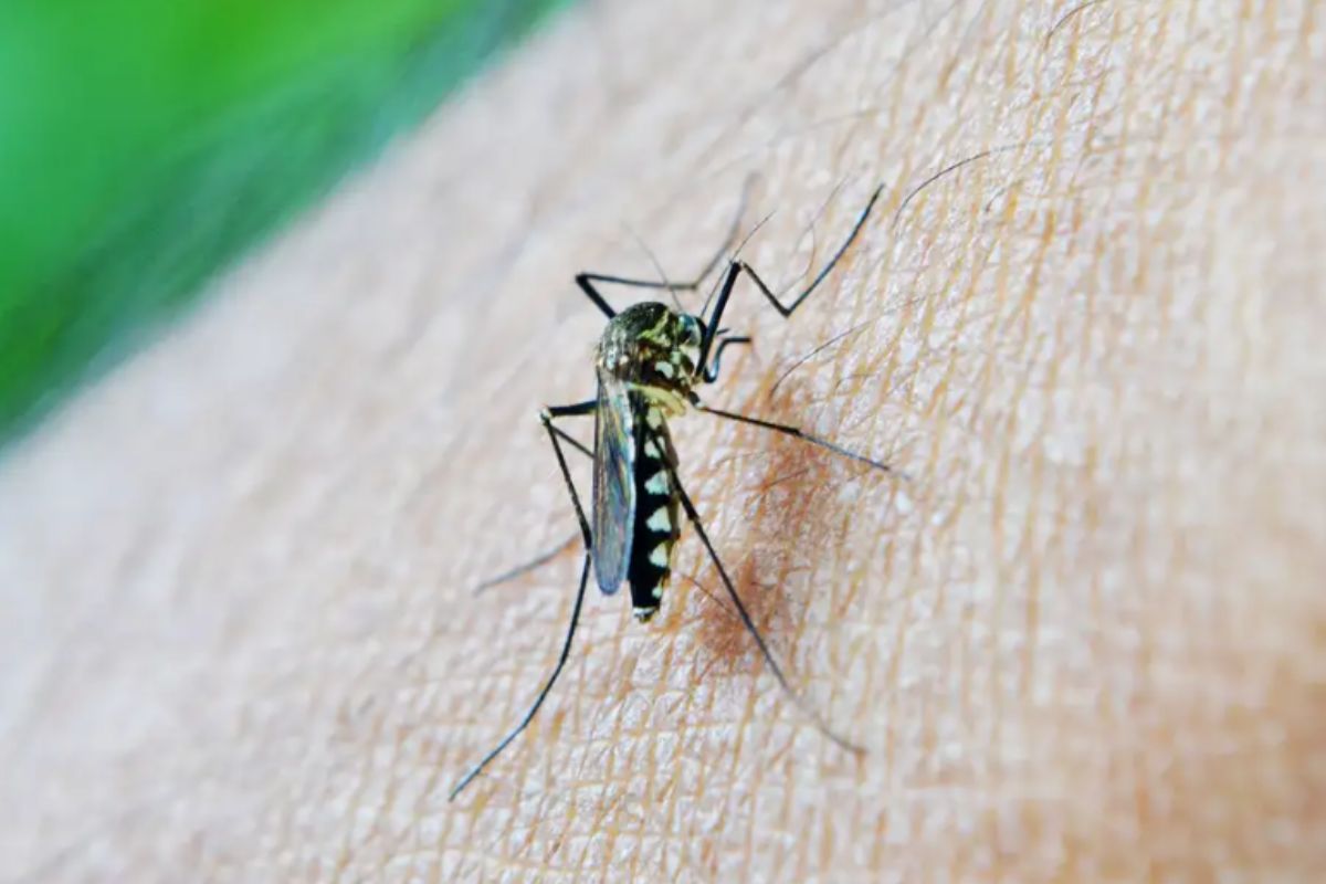 Mosquito Aedes Aegypti transmissor da dengue